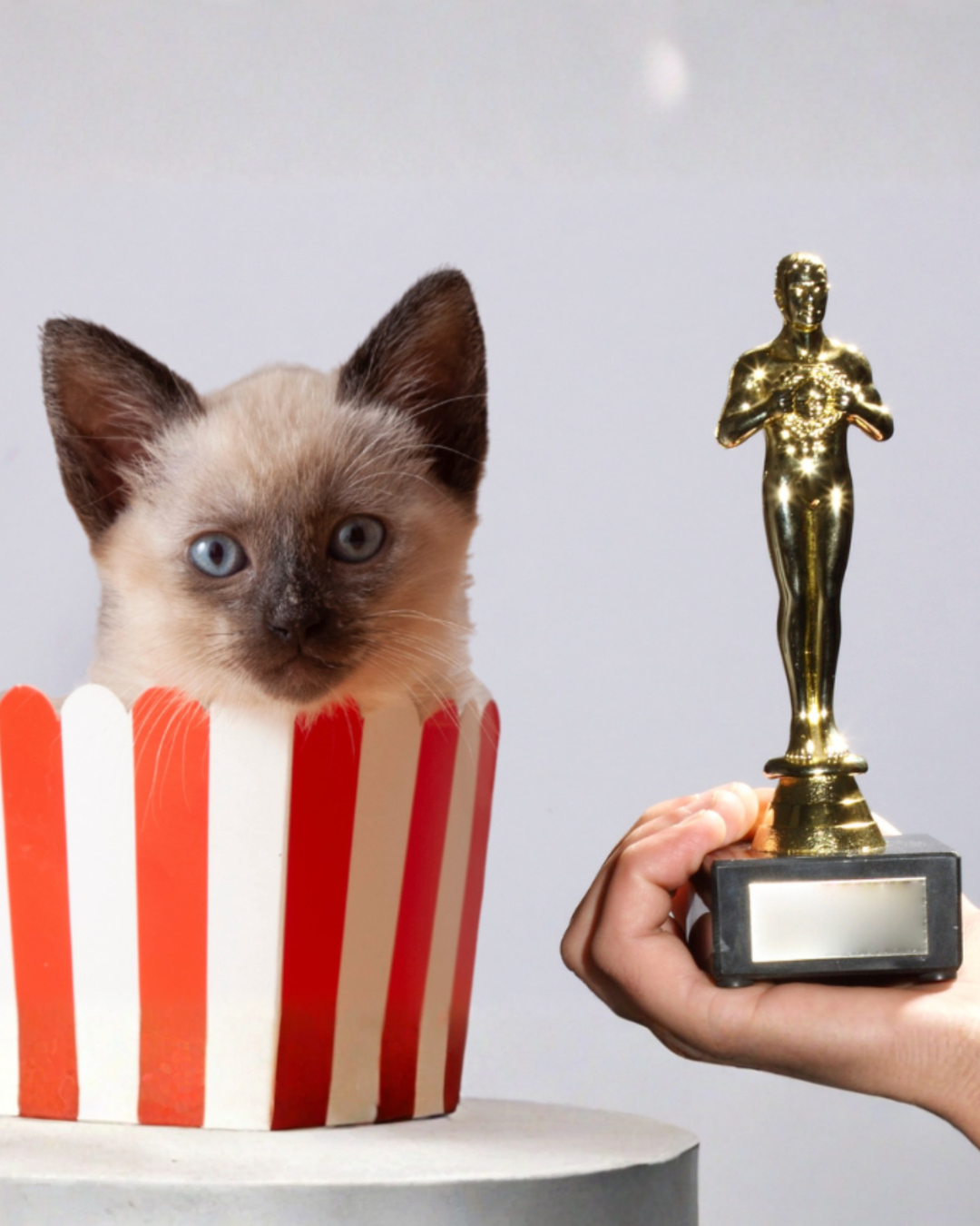 Koty i Oscary: Dlaczego Hollywood wciąż nie docenia kocich aktorów?