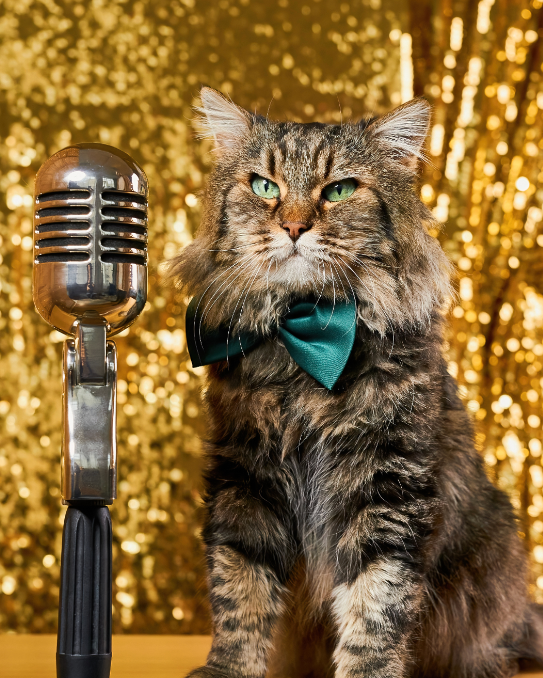 Koty w muzyce – mruczenie, riffy i kocie inspiracje